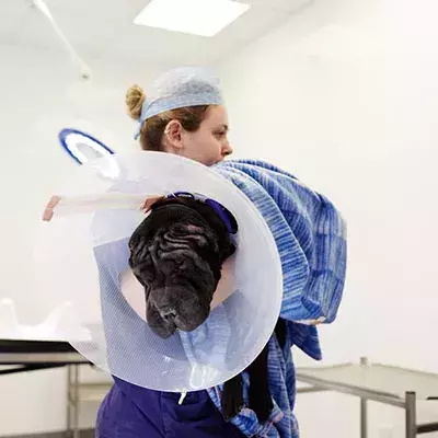 Search dog advice